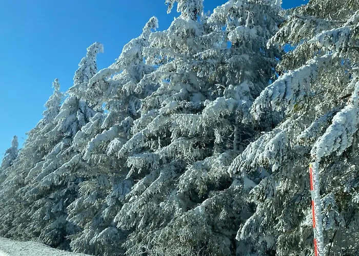 Отель Les Mouflons Ле-Мон-Дор